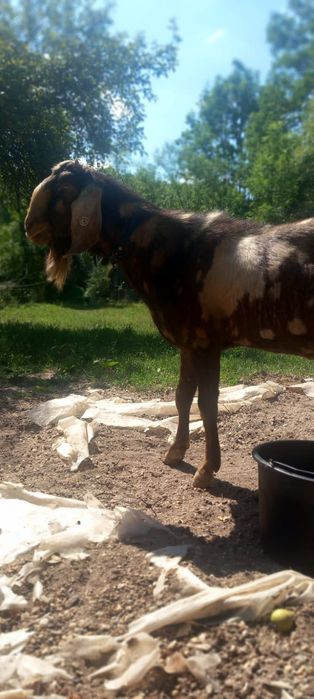 Tap anglo nubian schimb cu pui de Kangal