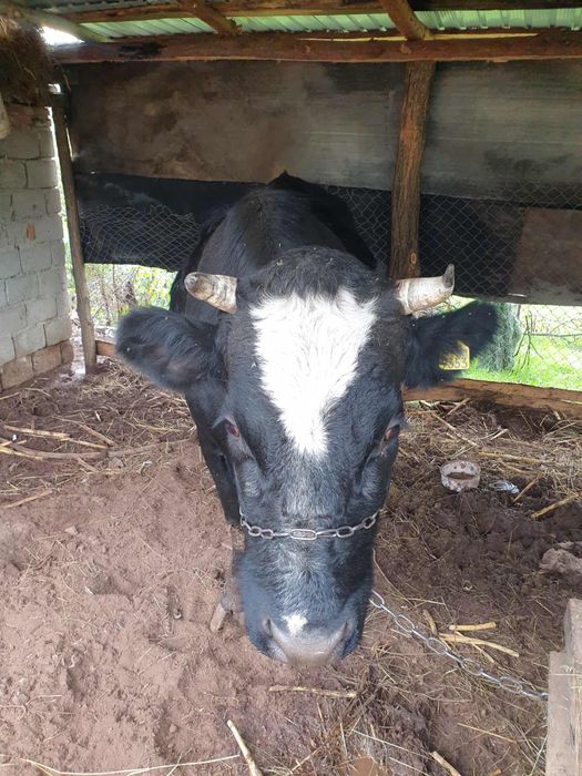 Vand vaca ,gestanta 9 luni