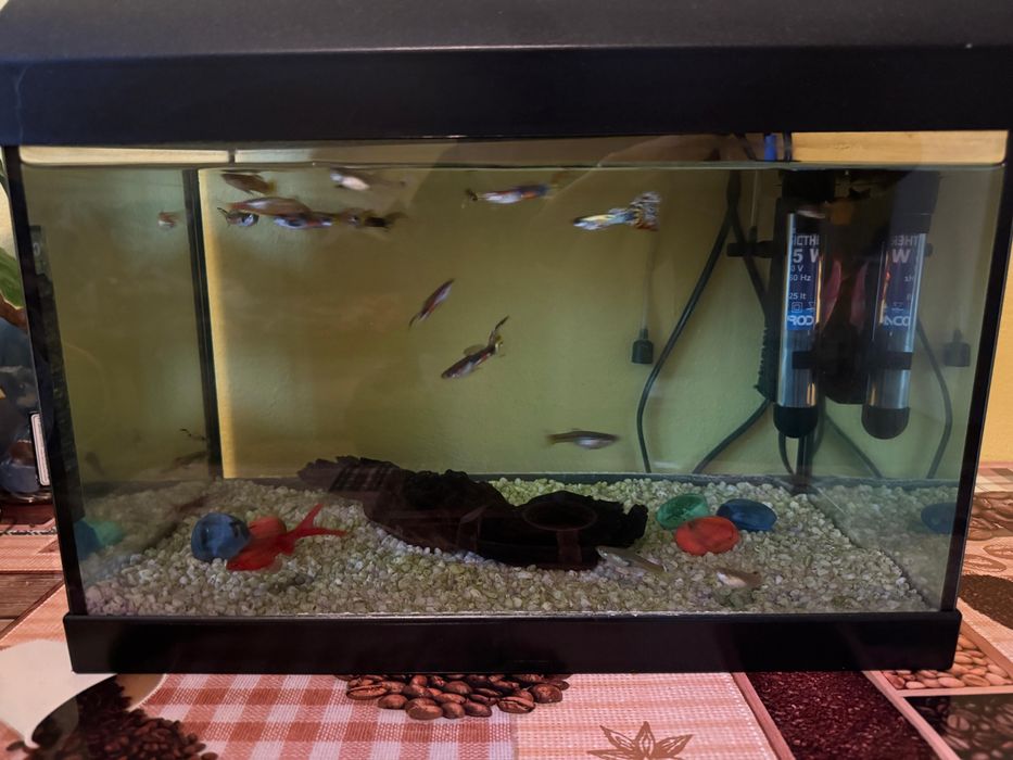 Vand acvariu cu pesti