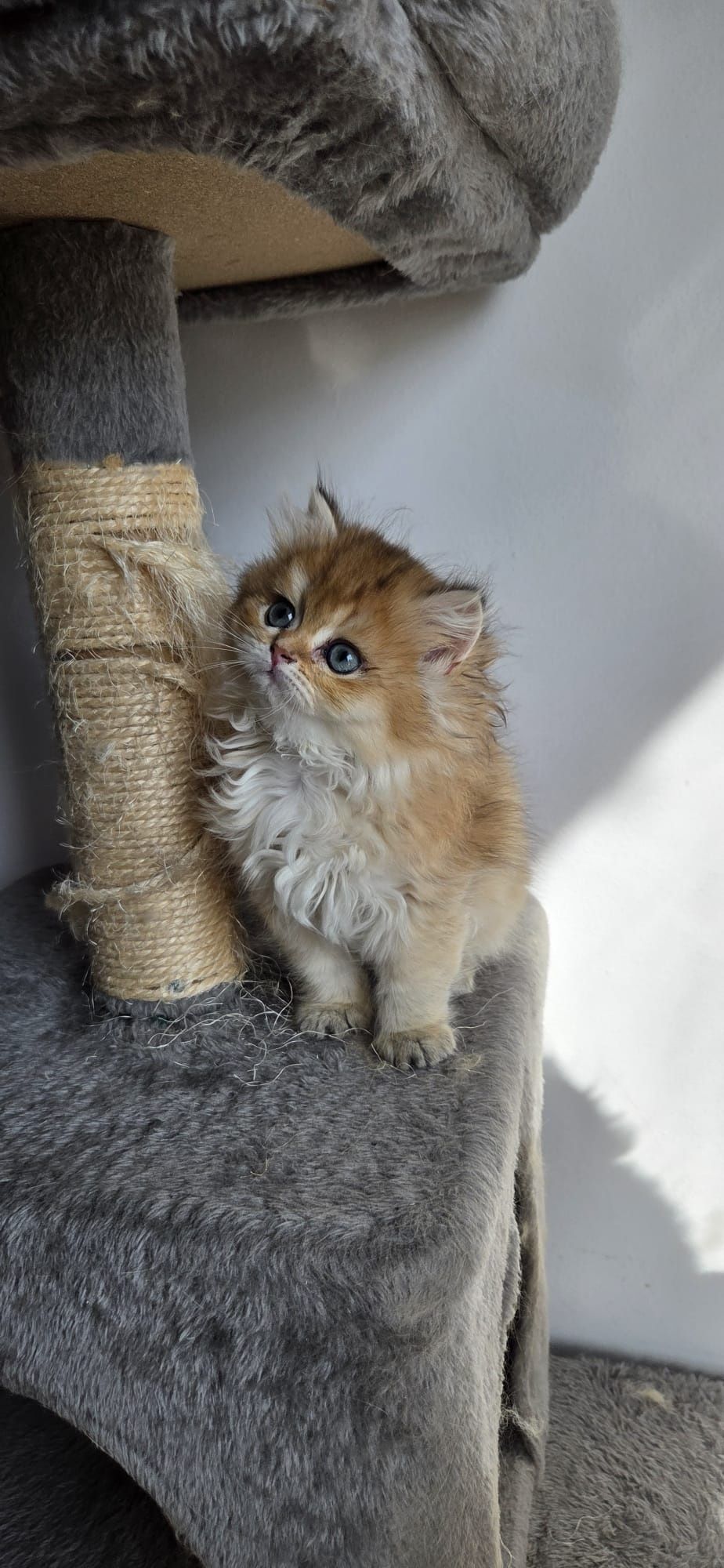 British longhair cu pedigree