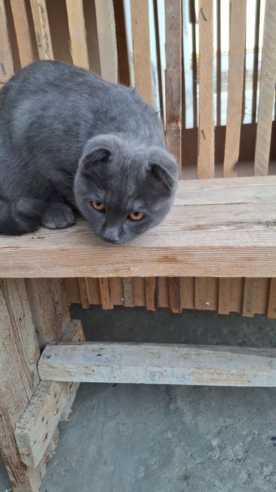 Скоттиш- фолд сотилади