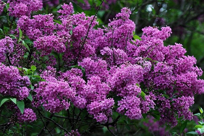 Комплект от 2 люляка за 10 левa-бели и лилави