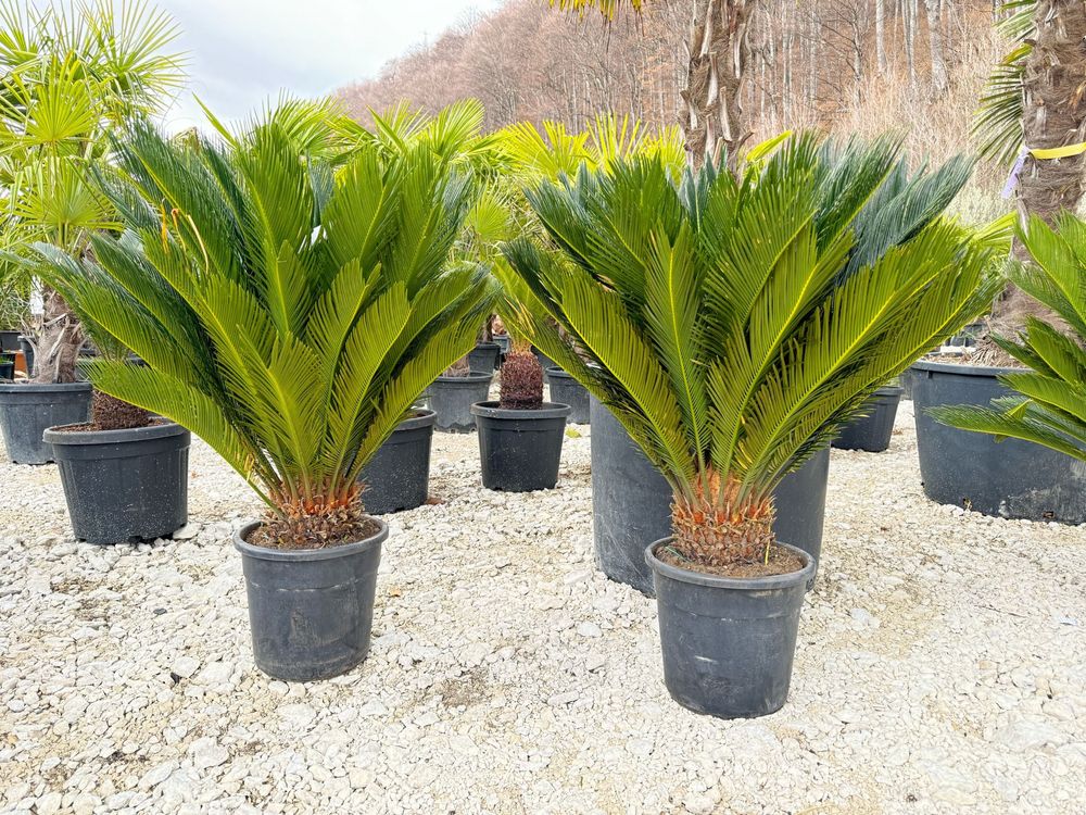 Palmier cycas, diferite dimensiuni, preturi negociabile
