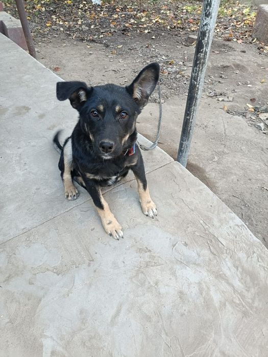 Отдам щенка мальчика