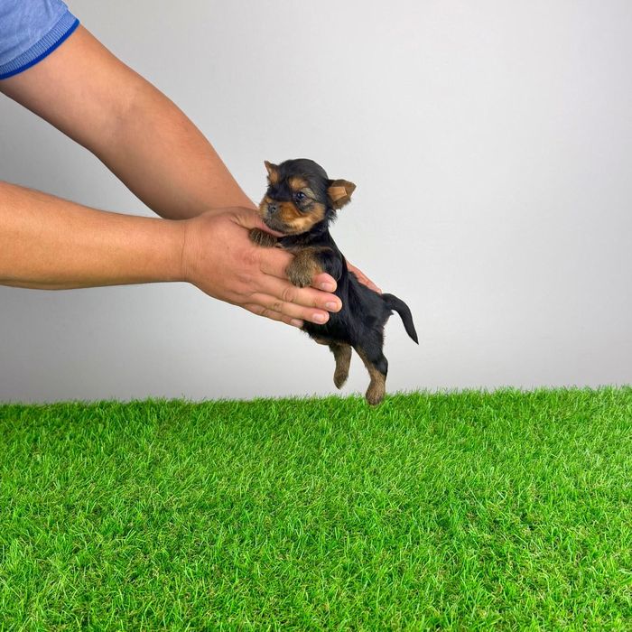 Pui Yorkie cu pedigree