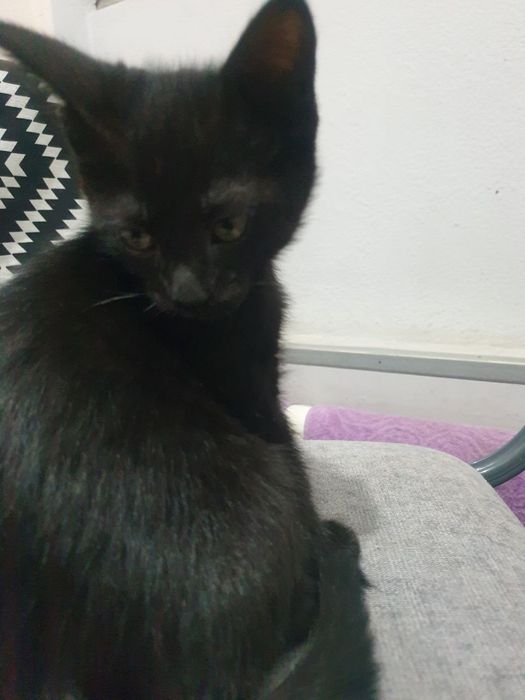 Mushuk 2 oylik yahshi insonlaga beriladi