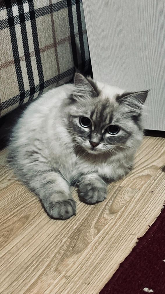 Продам породистую кошку, цена 10к