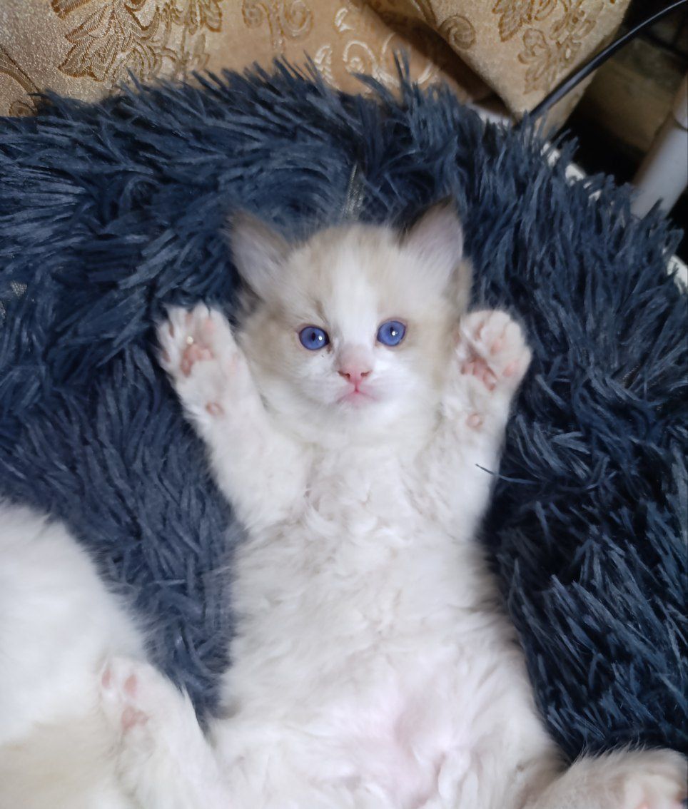 Чистокровные регдоллы !! Regdoll