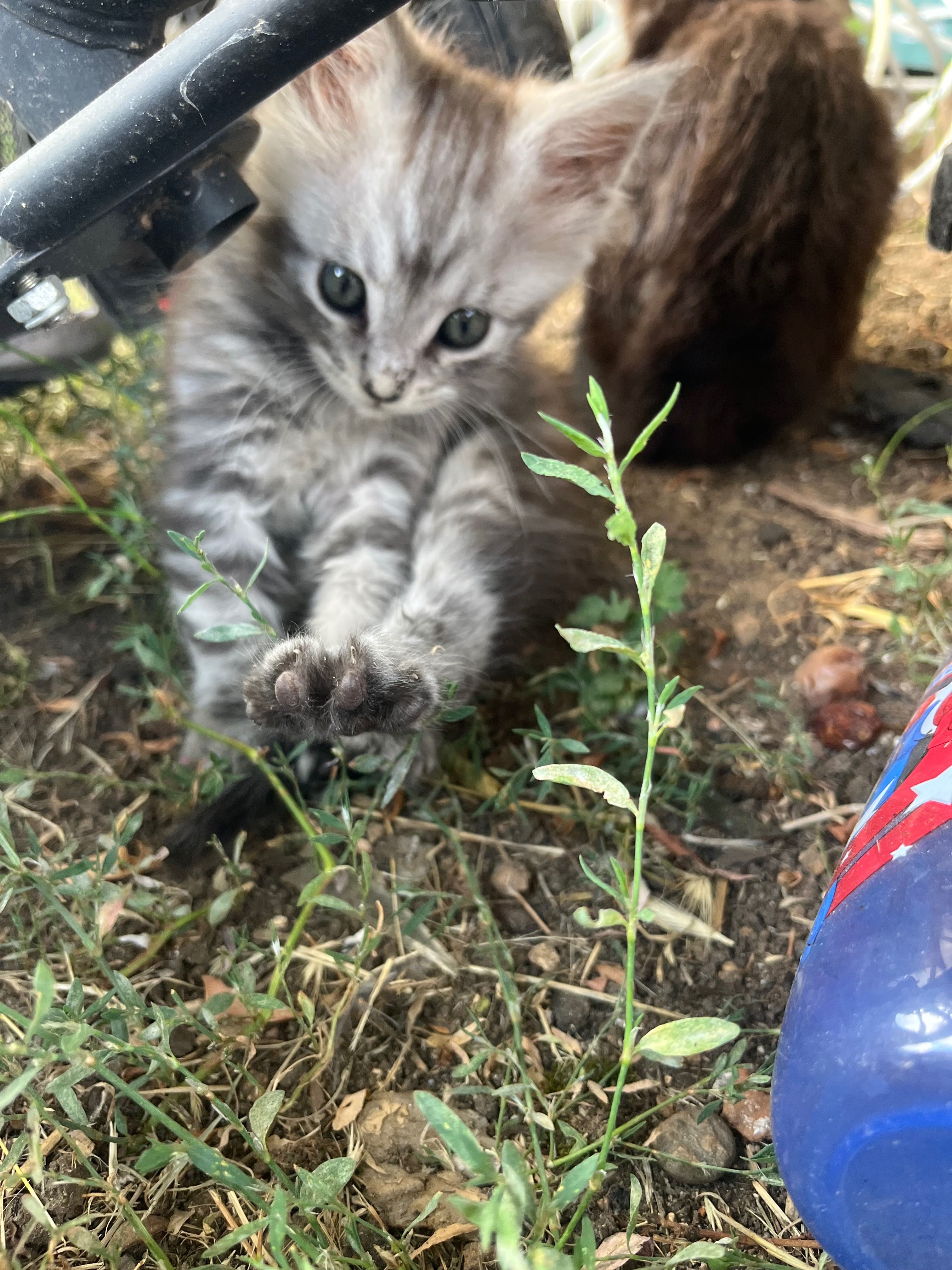 Мейн Куун котета