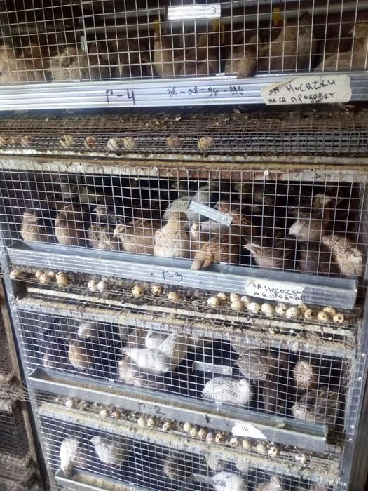 Пъдпъдъци и яйца от пъдпъдъци.