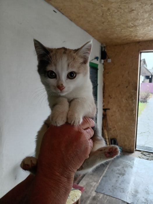 Котята трехшорстные девочки