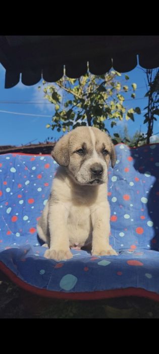 Mascul Ciobanesc de Asia Centralaă