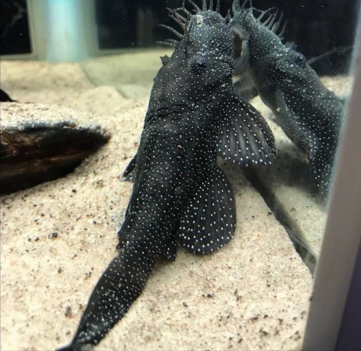 Номерной сом 181