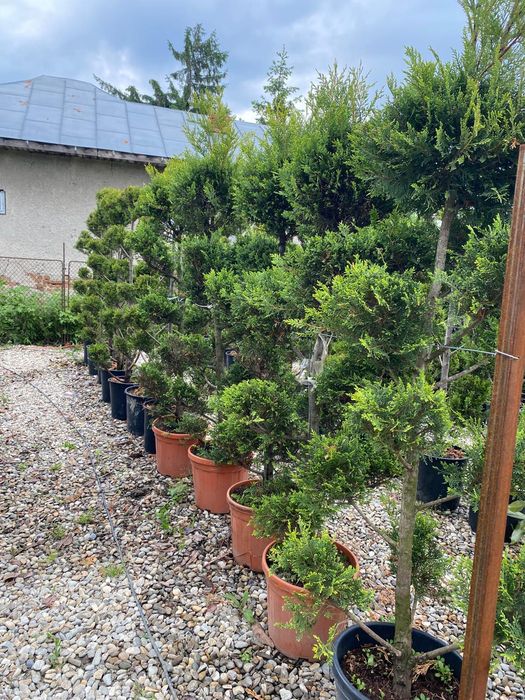 Conifere la ghiveci plantare în orice perioada a anului