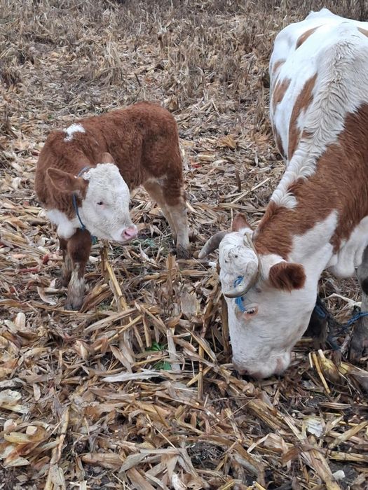 Vând 2 tăurași de 2 luni de pus la vaca semi înțărcați 3700lei bucata