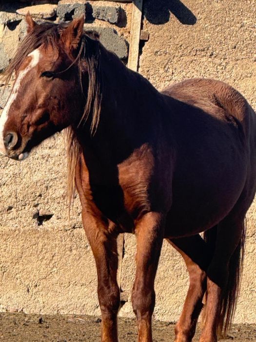 Айғыр 5 жасар үйірде болмаған союға да болады бағасы 600 мың тг.