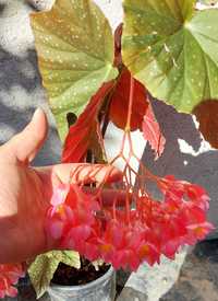 Vand planta Plaman Begonia lucernae