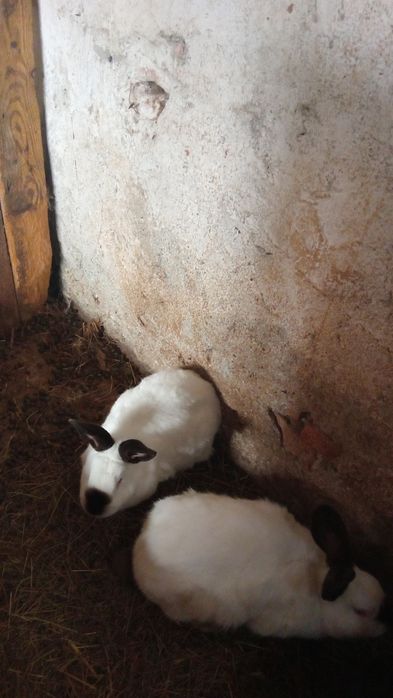 Disbonibil 7 iepoaice si 2mascul