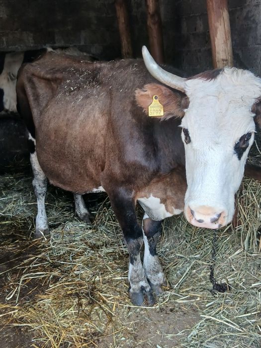 Vând schimb cu vaci sau viței de taiere vaca cu lapte gestanta