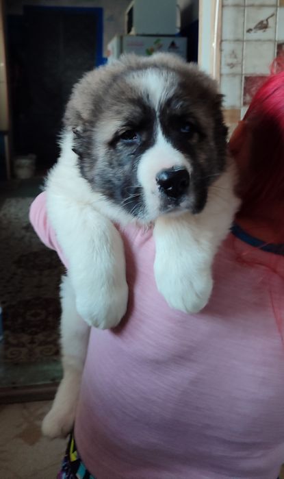 Продаётся щенок среднеазиатской овчарки.