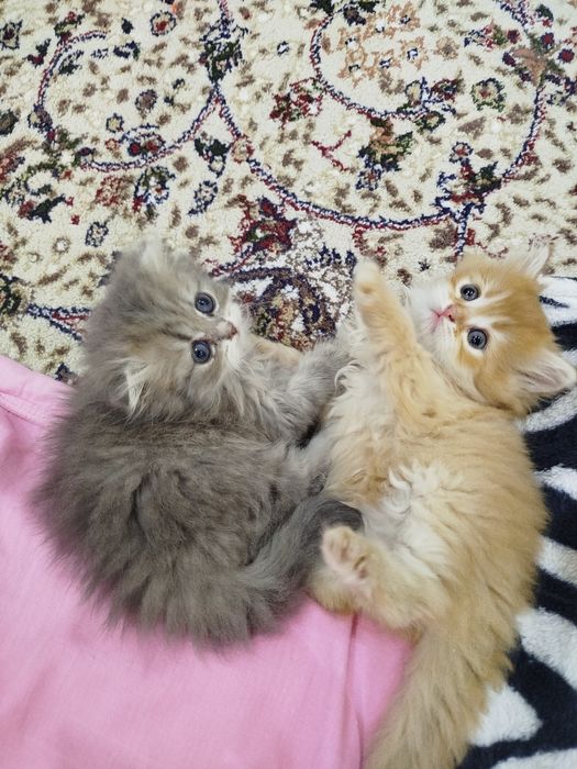 Продается котята.