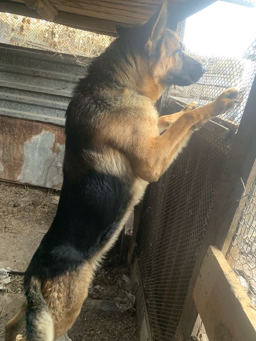 Вязка немецкой овчарки