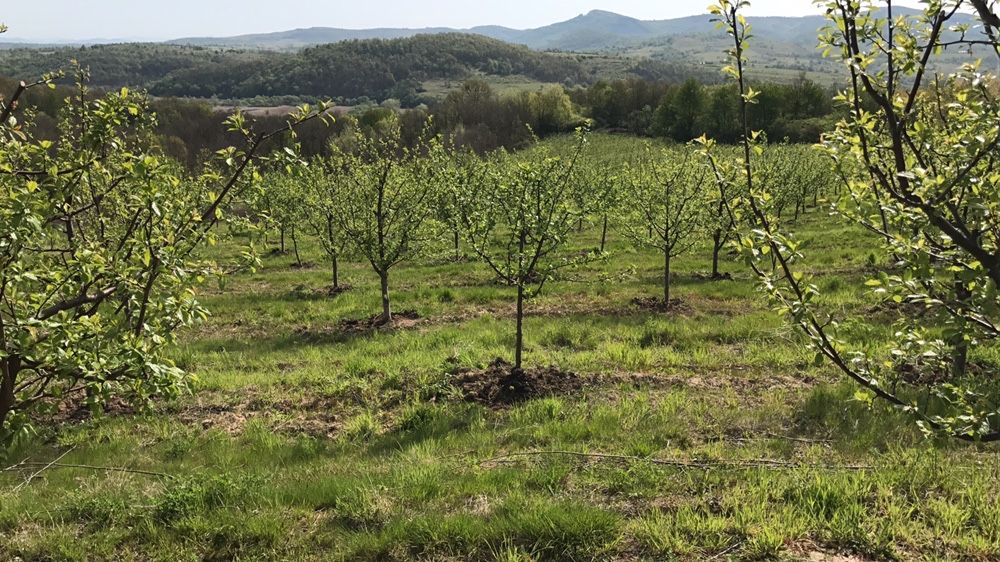 Curs practic si teoretic taieri pomi fructiferi