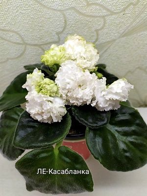 Детки фиалок сортовых