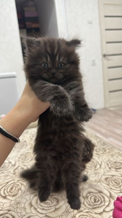 Продам породистых котят