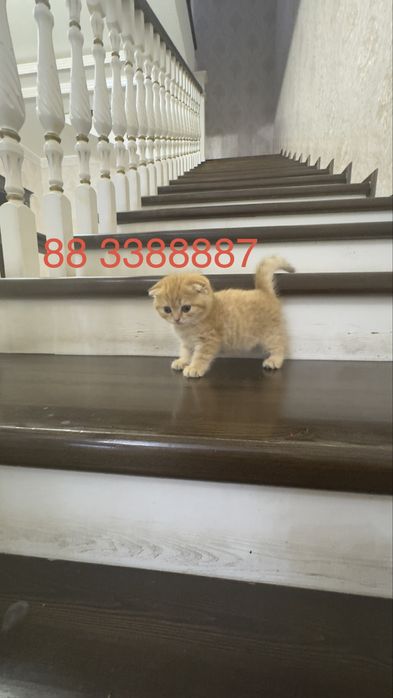 Продаётся чистокровный котята золотая шиншилла