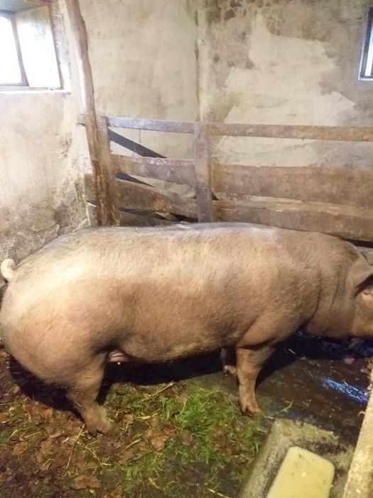 Vând ce se vede în poză