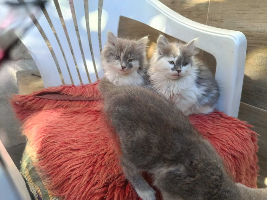 Подарявам малки котета