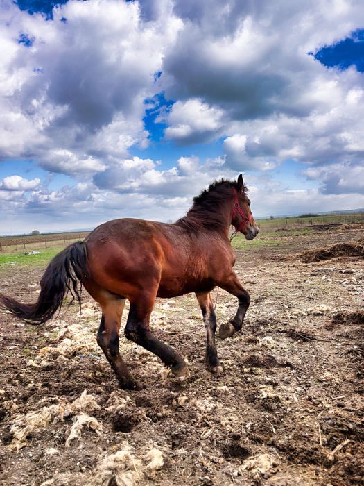 Vand manz de un an jumate