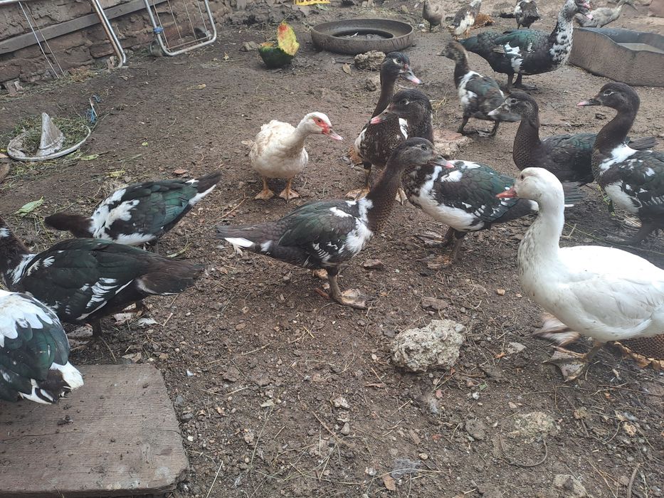 Rațe mute de anul acesta