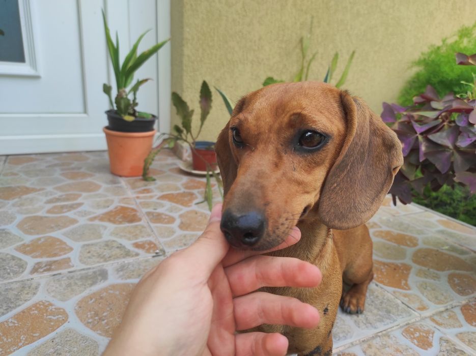 Vând Femelā Teckel