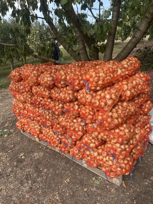 Vand  ceapa galbena pret 2 lei