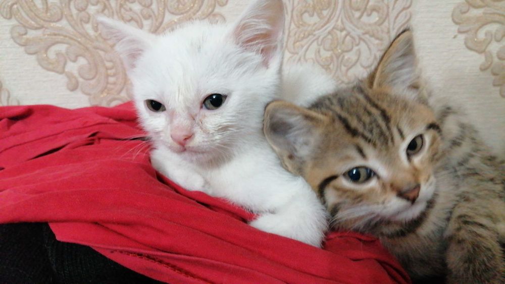 Отдам котят в добрые руки