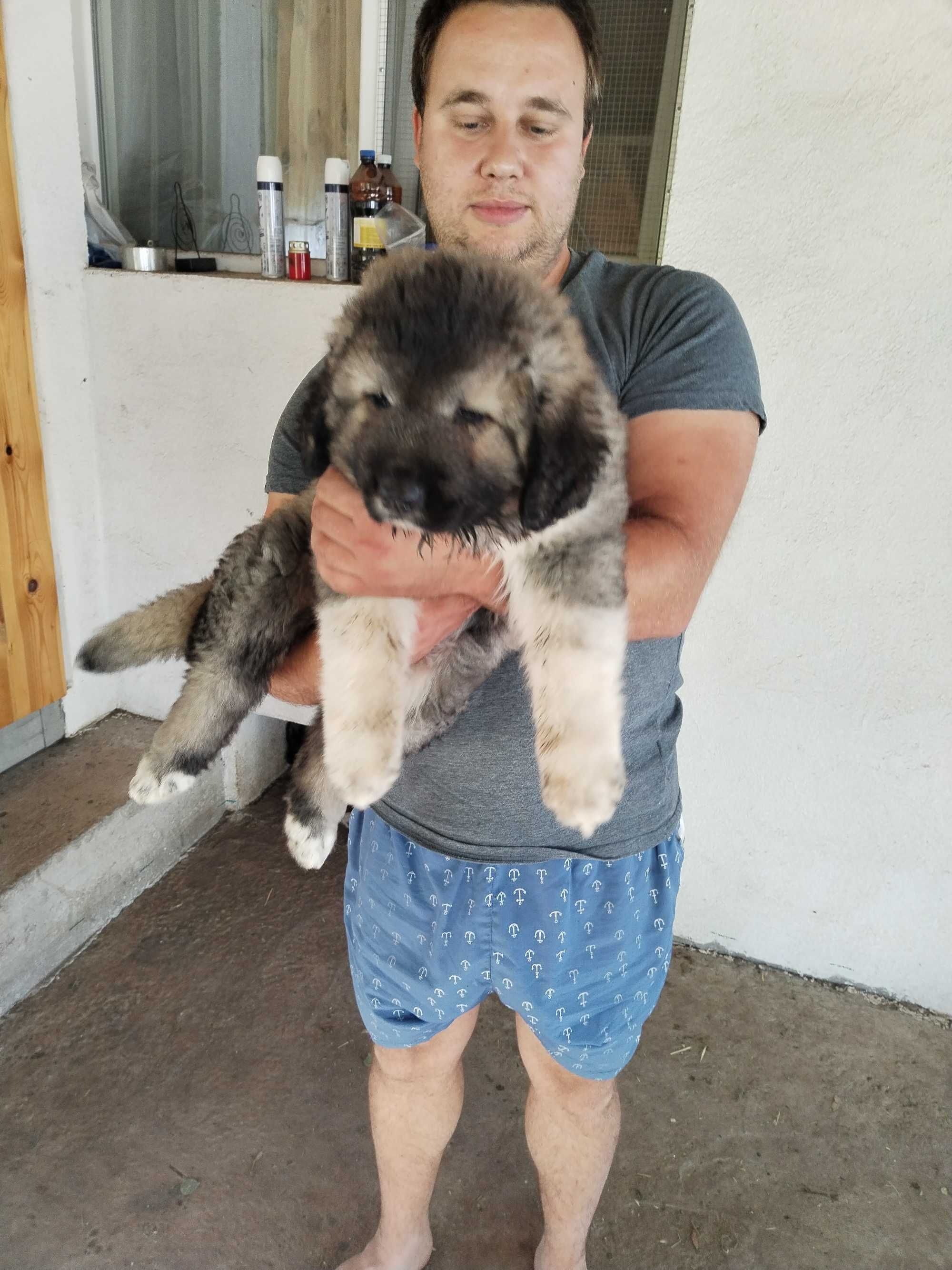 Кавказка овчарка