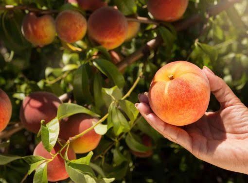 Piersici pitici Triumf