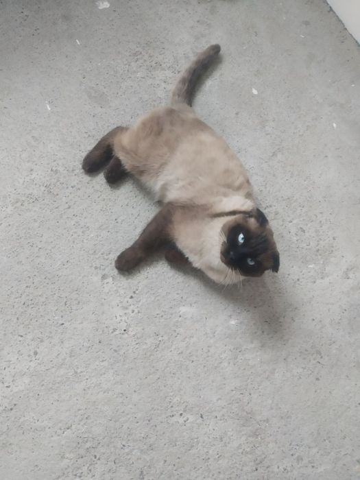 Siyamskiy mushuk toza zotli oʻgʻil bola