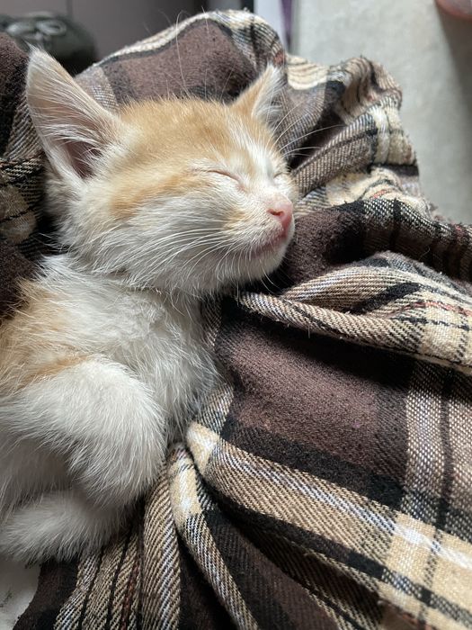 Отдам котенка в надежные руки