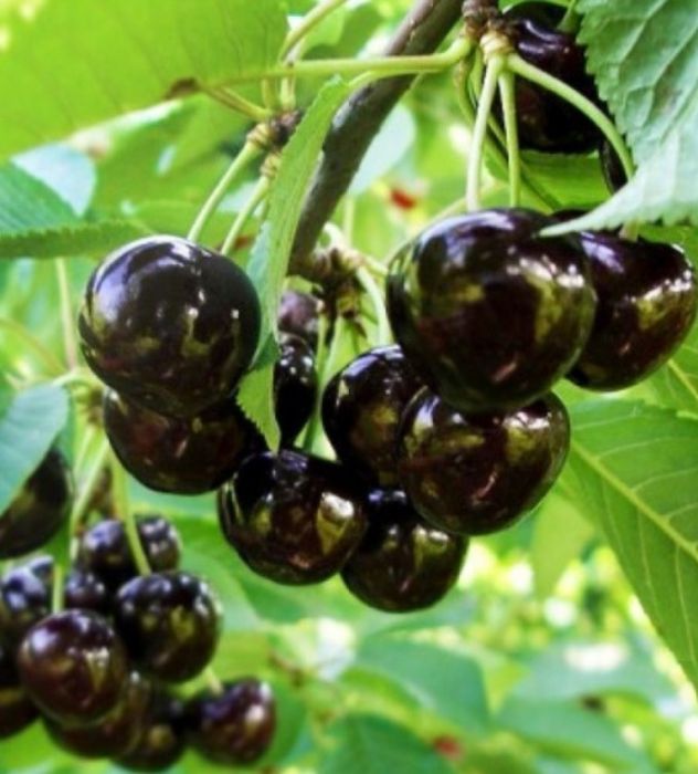 Pomi fructiferi:Nuci.Castan.Migdal.Alun.Aronia.Afin.Ciresi.Visin.Rodiu