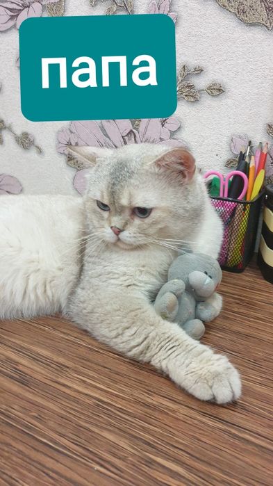 Шотландский мушуклар