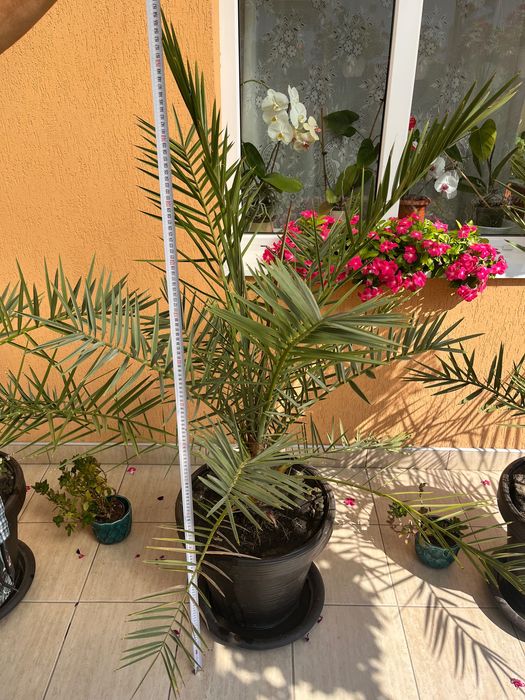 Vănd Palmieri 160 cm - ideal pentru terasă - grădina.