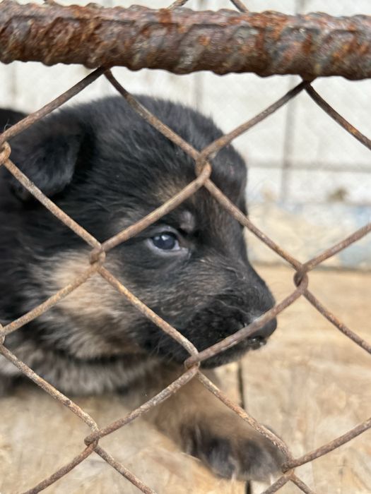Щенки немецкой овчарки