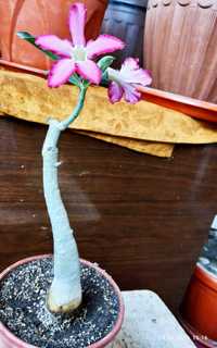Цветок Адениум бутылочное дерево