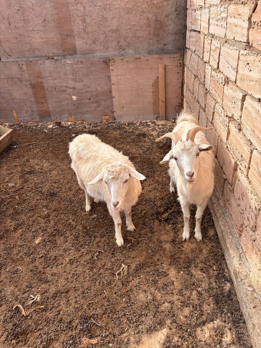 Козы.койлар  сатылады багасы келисим бойынша