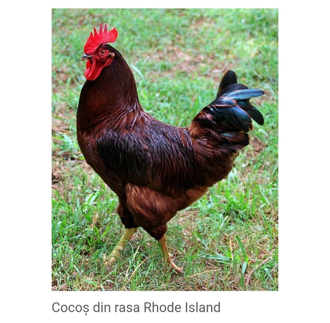 Cocos de rasă tânăr
