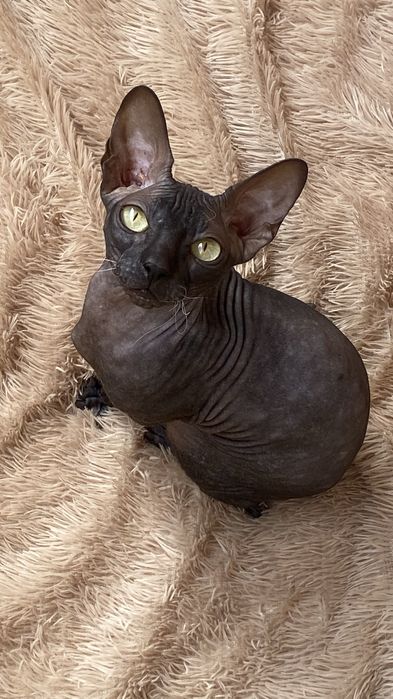 Продам кошку Сфинкс