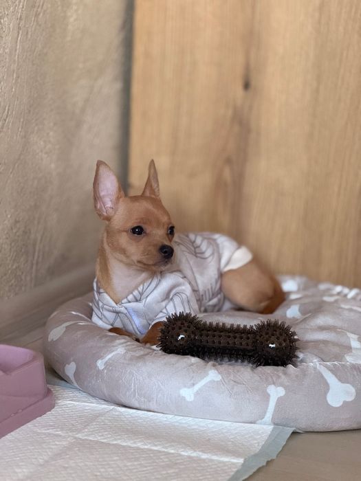 Продавам жеснко чухуахуа